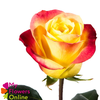 R Gr Hot Merengue+ Bicolor 50cm EC