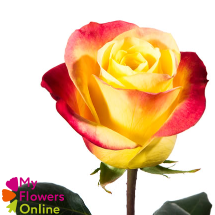 R Gr Hot Merengue+ Bicolor 50cm EC