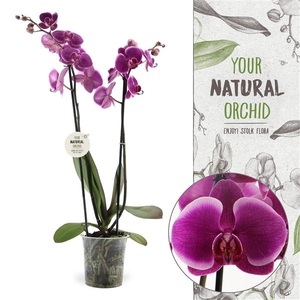 Your Natural Orchid | Durban | Phalaenopsis 2 spike