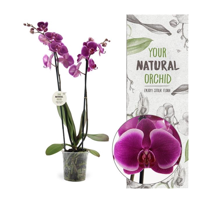 <h4>Your Natural Orchid | Durban | Phalaenopsis 2 spike</h4>