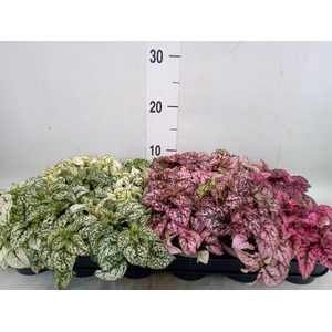 Hypoestes phyllo.   ...mix