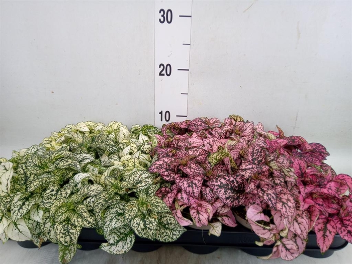 <h4>Hypoestes phyllo.   ...mix</h4>