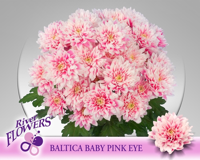 <h4>Baltica Baby Pink Eye 90 gram</h4>