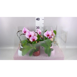 Phalaenopsis   ...rose
