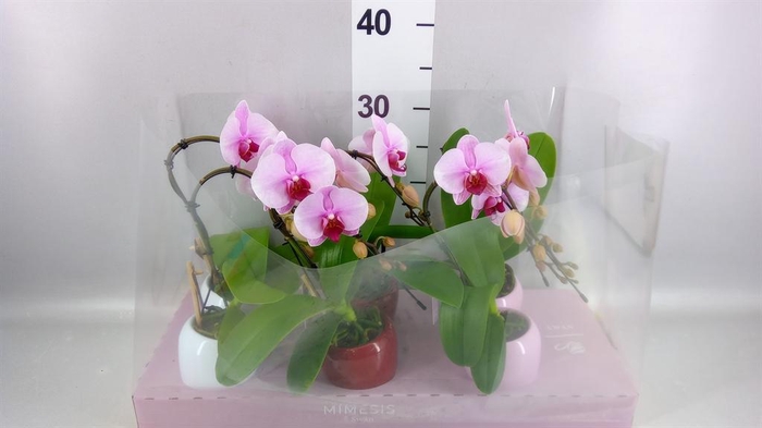 Phalaenopsis   ...rose