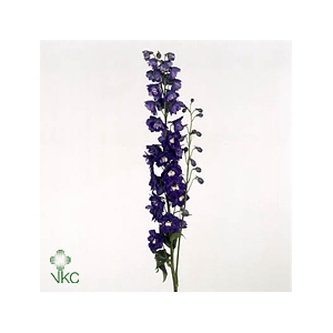 Delph Double Aurora Deep Purple