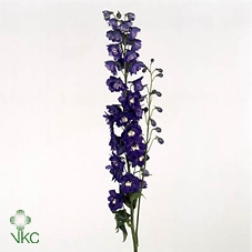 <h4>Delph Double Aurora Deep Purple</h4>