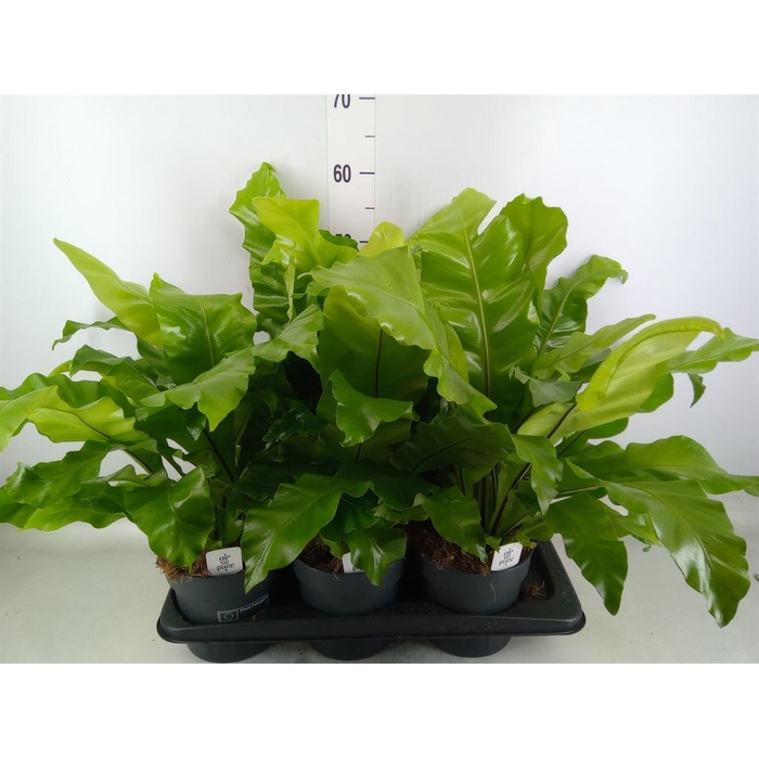 <h4>Asplenium nidus</h4>