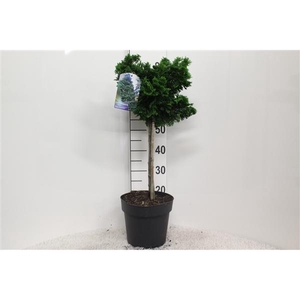 Chamaecyparis obtusa 'Nana Gracilis' op stam P24 potgedrukt