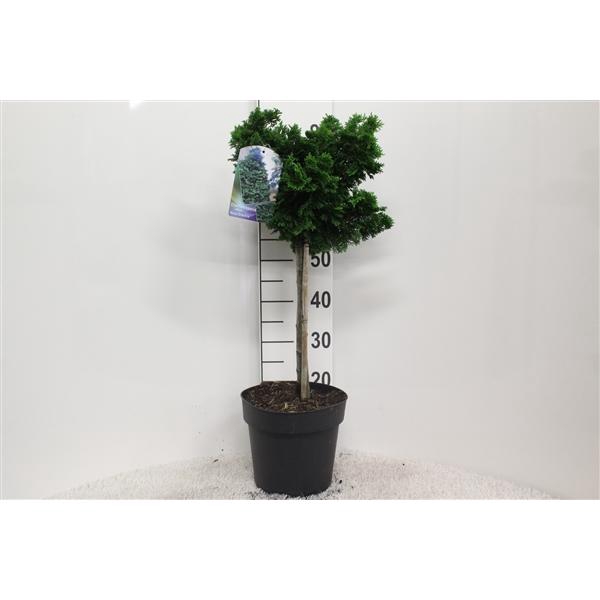 <h4>Chamaecyparis obtusa 'Nana Gracilis' op stam P24 potgedrukt</h4>