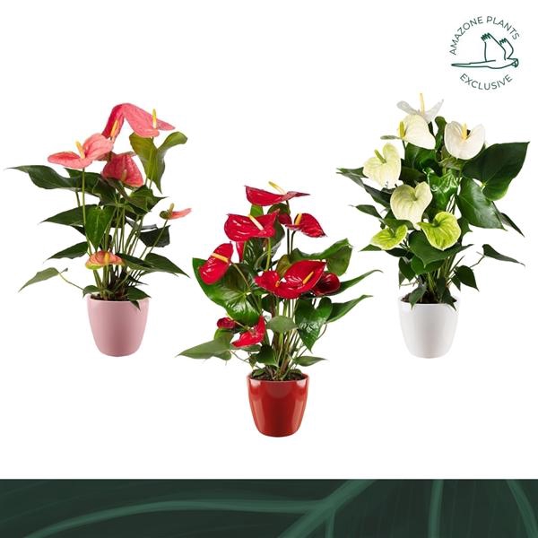 <h4>Anthurium Andreanum Grp gemengd 4 kleuren</h4>