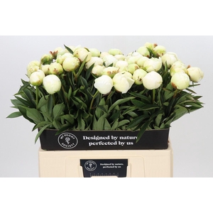 PAEONIA LACT. 'MME CLAUDE TAIN'