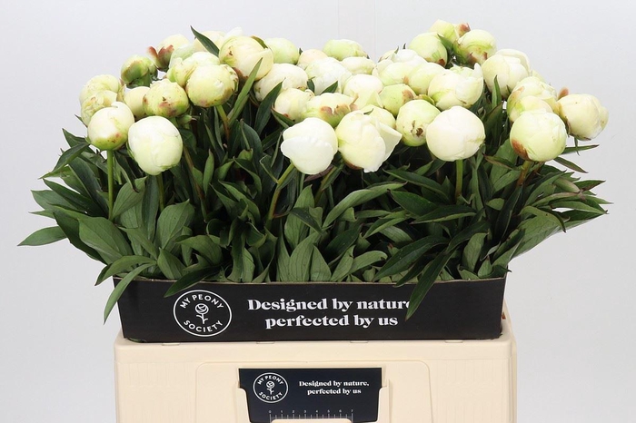 <h4>PAEONIA LACT. 'MME CLAUDE TAIN'</h4>