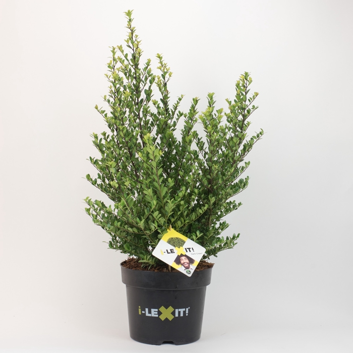 <h4>Ilex crenata 'Dark Green' bush  60-80cm</h4>