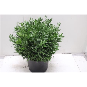 Ruscus Kort 55cm