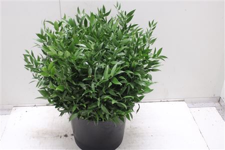 <h4>Ruscus Kort 55cm</h4>