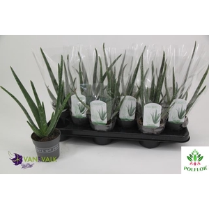 Aloe Vera 10,5Ø 37cm