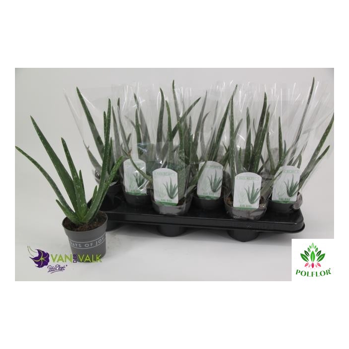 <h4>Aloe Vera 10,5Ø 37cm</h4>