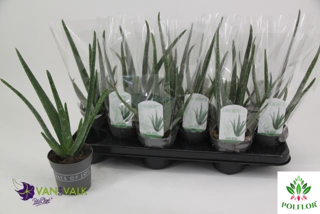 Aloe Vera 10,5Ø 37cm