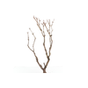 Syringa Branch Extra Guilmant