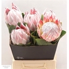 Protea Cynaroides