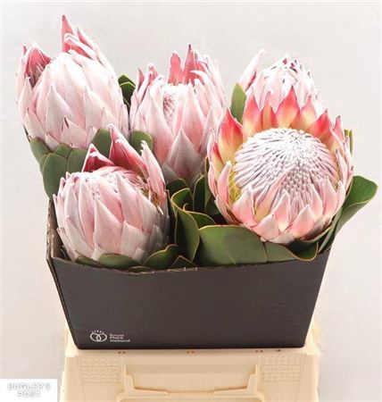 Protea Cynaroides