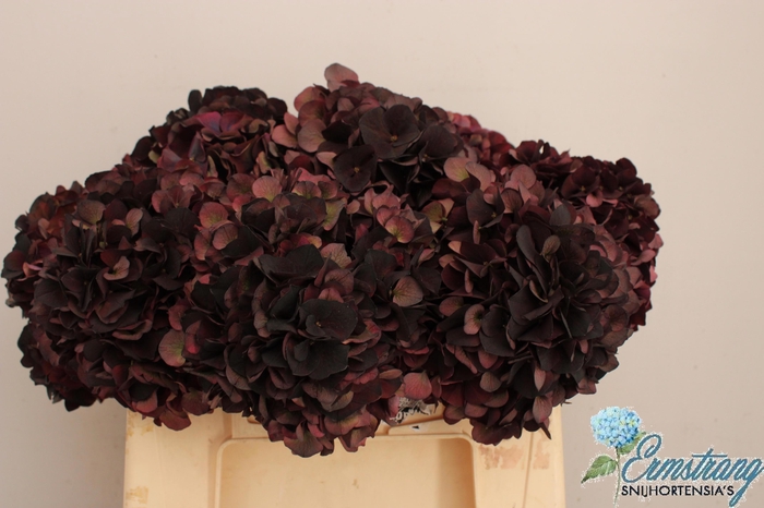 <h4>HYDR M MAG D RUBY CL</h4>