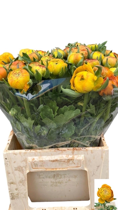 <h4>RAN AAZUR ORANGE</h4>