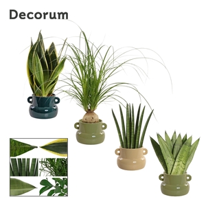 Groenmix 9 cm in Lucy (Top blend-collection)