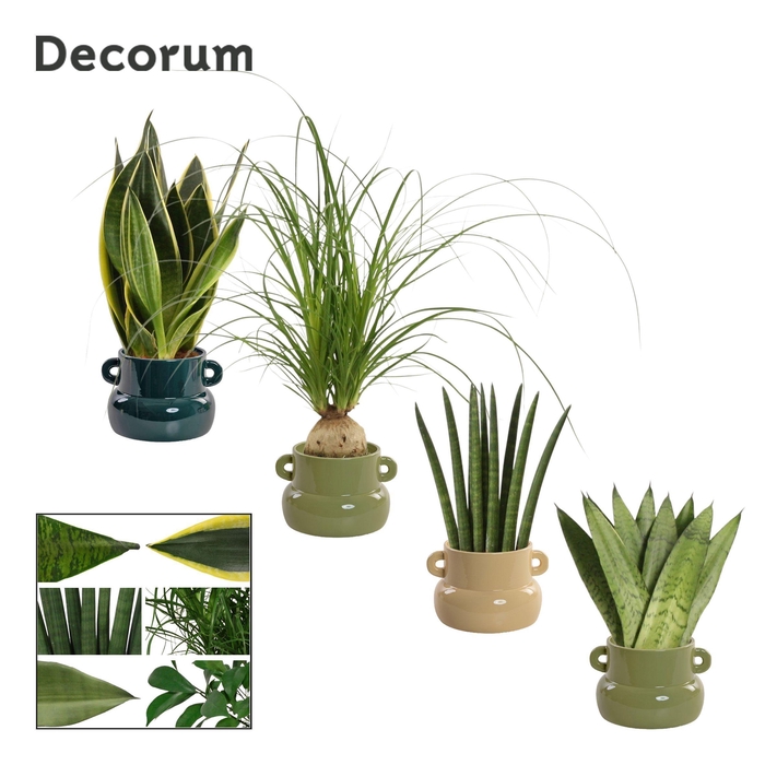 <h4>Groenmix 9 cm in Lucy (Top blend-collection)</h4>