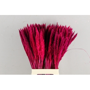 DF Pampas Silvy Cerise