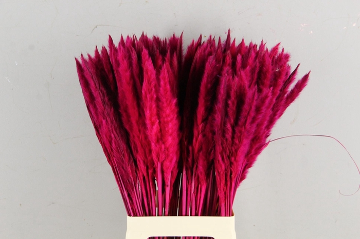 <h4>DF Pampas Silvy Cerise</h4>
