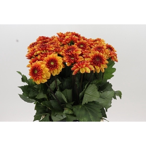 Dahlia American Sunset