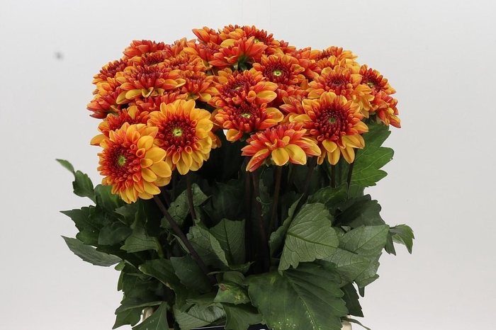 <h4>Dahlia American Sunset</h4>