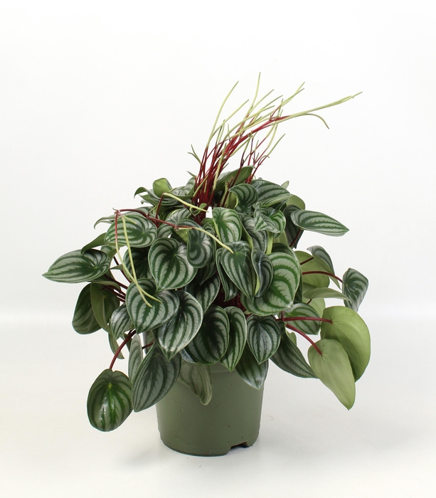 <h4>Peperomia Argyreia</h4>