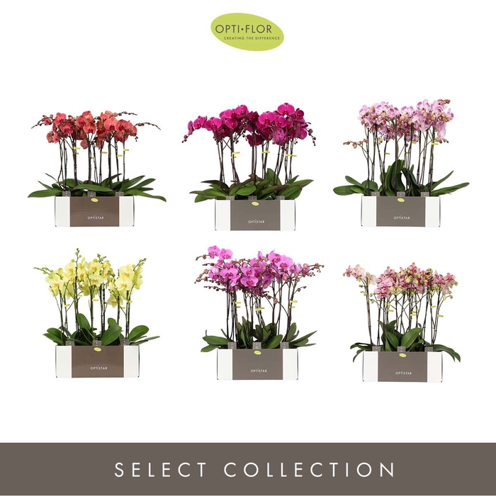 <h4>Phalaenopsis overig</h4>