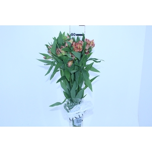 ALSTROEMERIA MOTION 080 CM LARANJA