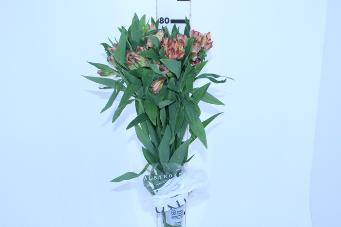 ALSTROEMERIA MOTION 080 CM LARANJA