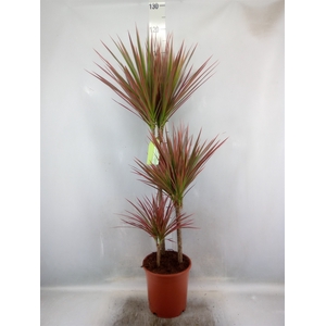 Dracaena