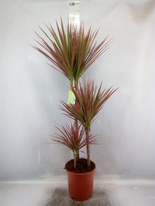 Dracaena