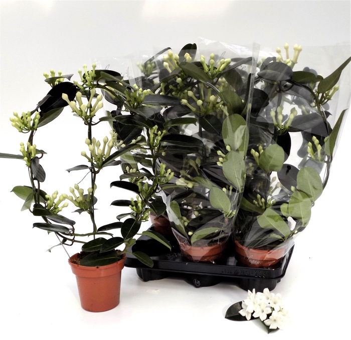 <h4>STEPH FL OV</h4>