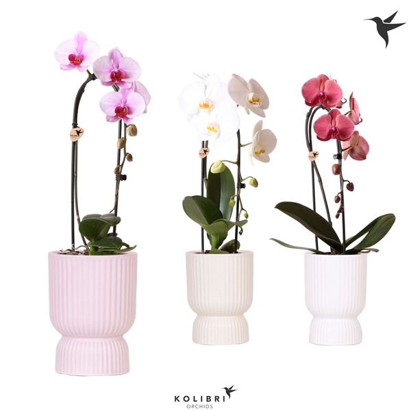 <h4>Phalaenopsis Elegant Cascade</h4>