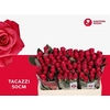 R Gr Tacazzi