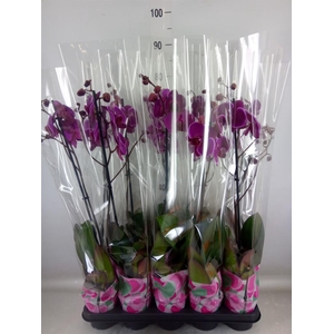 Phalaenopsis   ...lilac