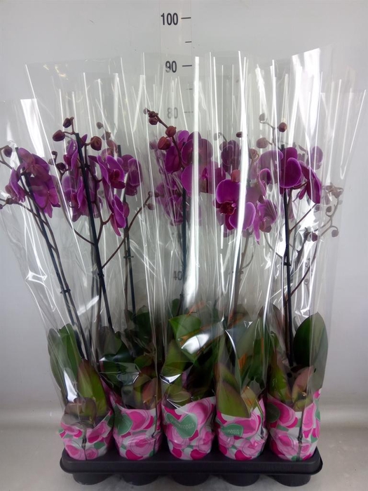 <h4>Phalaenopsis   ...lilac</h4>