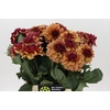 Dahlia Creme de Cognac