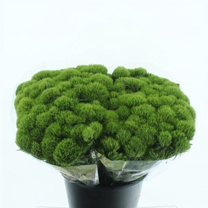 Di Barb Green Trick