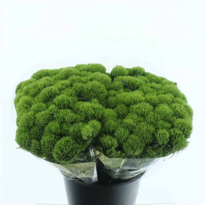 <h4>Di Barb Green Trick</h4>