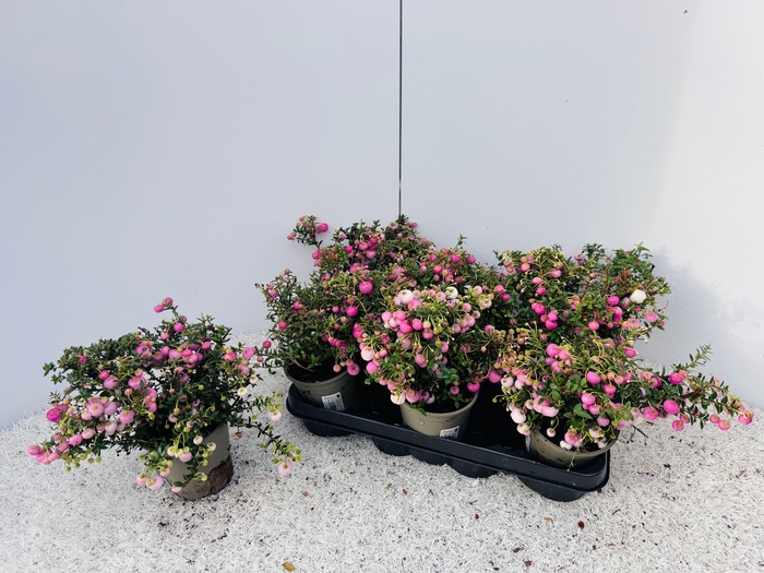 <h4>GAULTH MUCRONATA</h4>