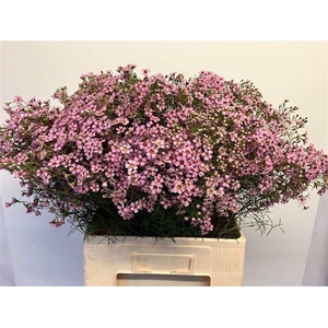 CHAME UN JUPITER SOL